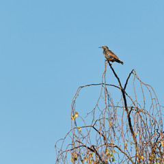 Surveyor