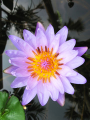 Lotus flower..