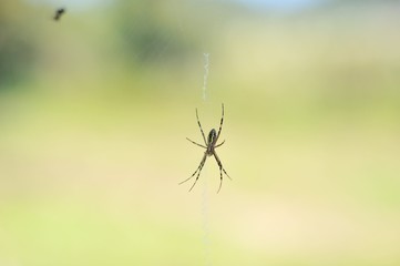 くも
