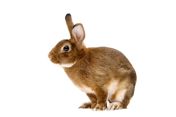 Castor Rex rabbit in front of white background
