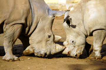 Obraz premium Kampf der Giganten