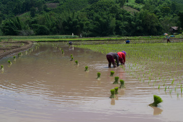 Rice cultivation in Thailand