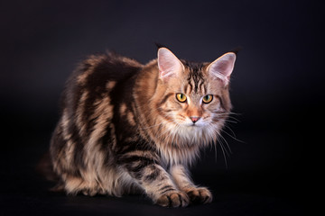 Brown Tabby Maine Coon in studio on black background