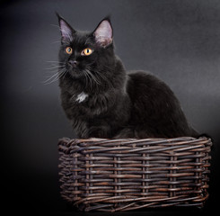Black Maine Coon cat in studio on black background