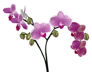 isolated purple orchid floral branch
