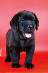 Labrador puppy, 1,5 months, on the red background
