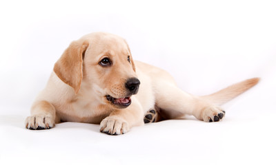 puppy of the Labrador on a white background