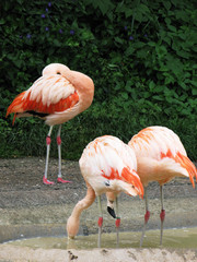 Flamingos