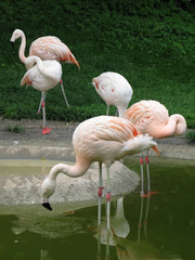  Flamingos in Zurich Zoo