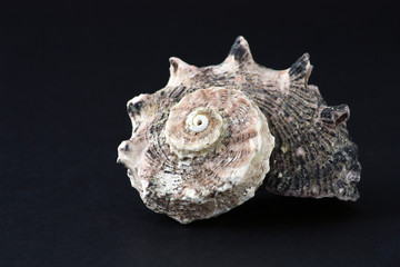 Shell on dark background#4