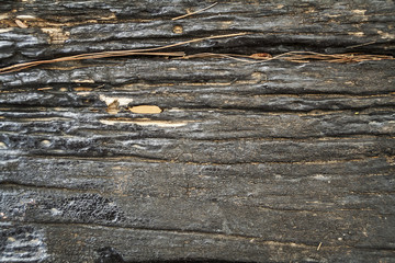 Texture of old wood