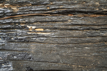 Fototapeta premium Texture of old wood