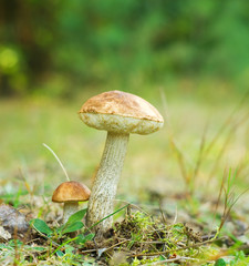 mushroom in forest