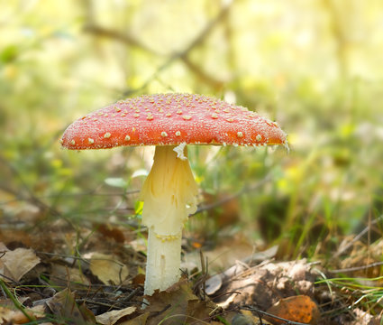 red mushroom fung