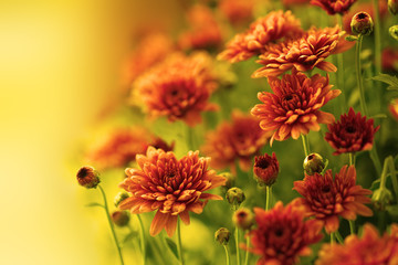 Colorful autumnal chrysanthemum - obrazy, fototapety, plakaty