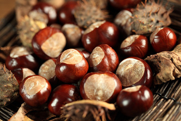 kastanienschale
