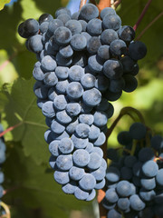 Spätburgunder (Pinot noir / nero) Traube am Rebstock