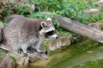 Junger Waschb&auml;r