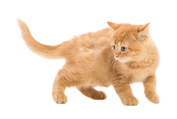 red British kitten walking on isolated white