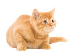 Fototapeta na wymiar red British kitten sitting on isolated white