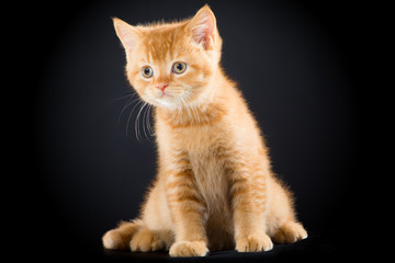 red British kitten sitting on black