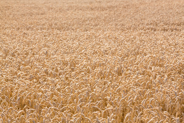 Ears of corn in fields of England