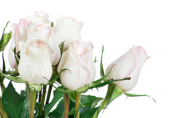 Obraz premium rose