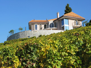 Luxurious villa among vineyard