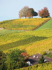 Vineyards in Montreux, Switzerland