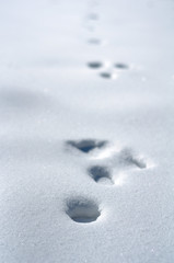 Fototapeta na wymiar Ślady na śniegu