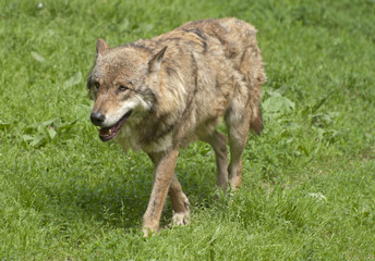 Gray wolf