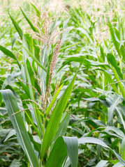 Corn stalk blossom