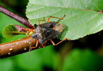 forest bug portrait from above