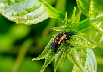 kleine Marienkäferlarve auf Brennnessel