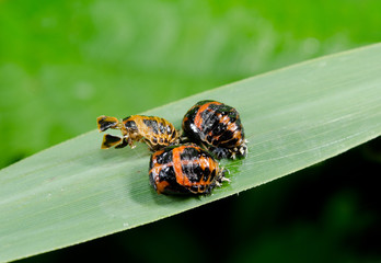 team metamorphosis on reed, ladybirds