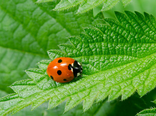 seven spotted ladybird on stinging nettle