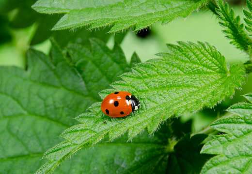 seven spot ladybird sits on stinging nettle