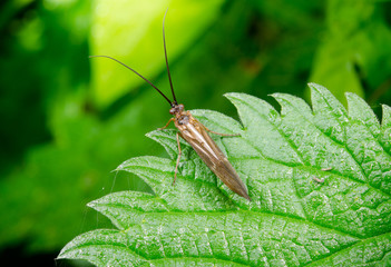 caddis fly outlook