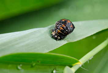 ladybird pupa on reed grass, rain