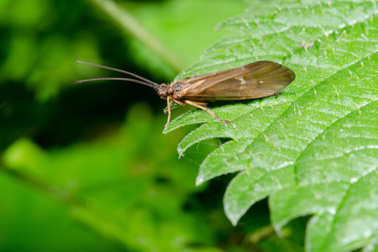 Caddis Fly Looks Over The Edge