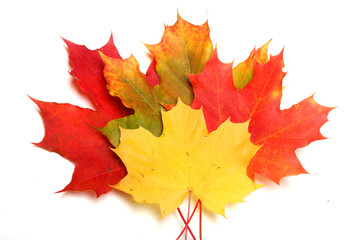 Maple leaves - autumn color.