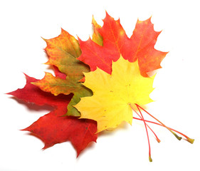Maple leaves - autumn color.
