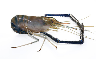 Giant Freshwater Prawn