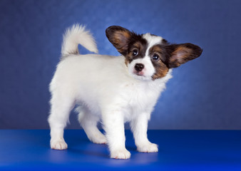 Papillon Puppy