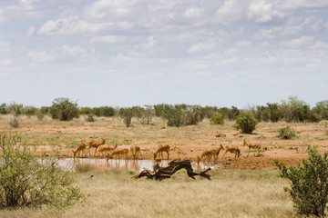 At the watering hole
