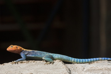 East African Rainbow lizard