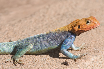 Naklejka na ściany i meble East African Rainbow Lizard