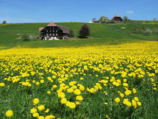 Scenic meadow in Emmental region, Switzerland