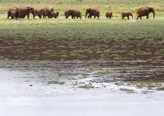 Obraz na płótnie Canvas Słonie na horyzoncie