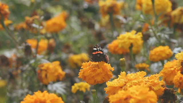 butterfly "red admiral"